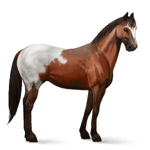 ridehest andalusier gråskimmel