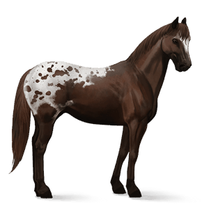 ridehest tinker blakket tobiano