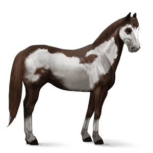 ridehest paint horse leverrød overo
