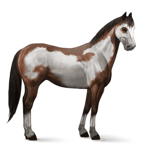 ridehest paint horse brun overo