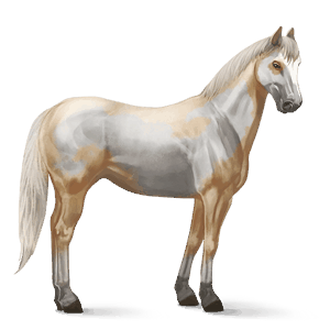 ridehest brun tobiano