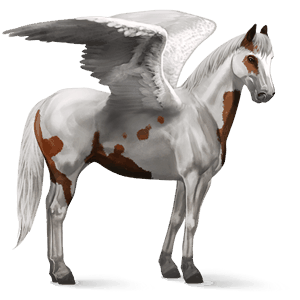 ridepegasus shagya-araber lysegrå