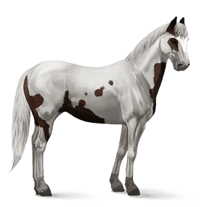 ridehest paint horse brun tobiano