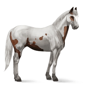 ridehest shagya-araber sort