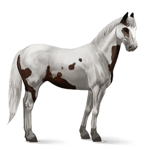 ridehest paint horse brun overo