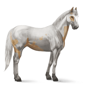 ridehest paint horse palomino tovero