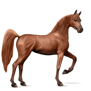 ridehest araber rød