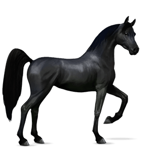 ridehest araber sort