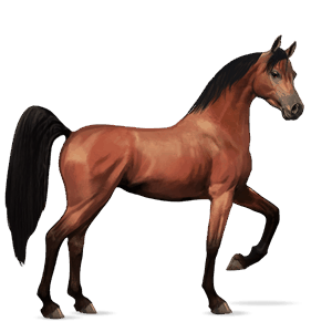 ridehest araber kirsebærbrun