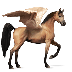 ridepegasus araber blakket