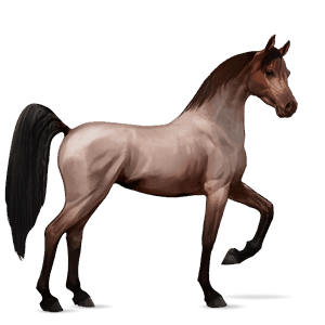 ridehest araber skimmel