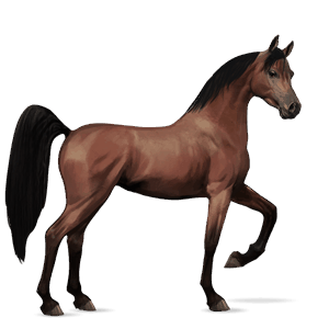 ridehest araber brun