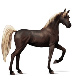 ridehest knabstrupper brun snowflake