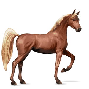 ridehest irsk sportshest brun