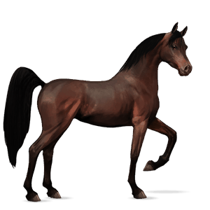 ridehest araber mørkebrun