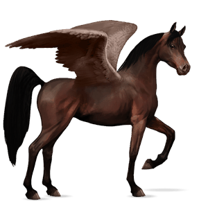 ridepegasus araber mørkebrun