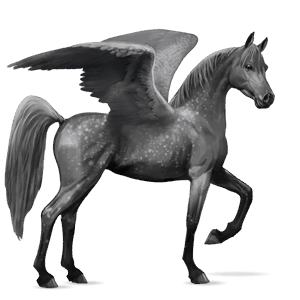 ridepegasus araber gråskimmel
