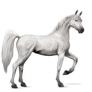 ridehest araber kirsebærbrun