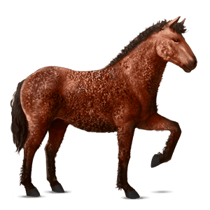 ridehest curly kirsebærbrun