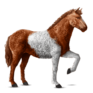 ridehest andalusier mørkebrun