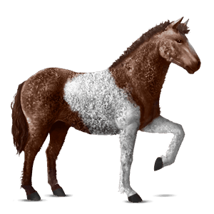 ridehest curly leverrød tobiano