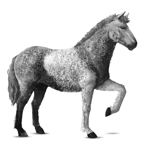 ridehest curly gråskimmel tobiano