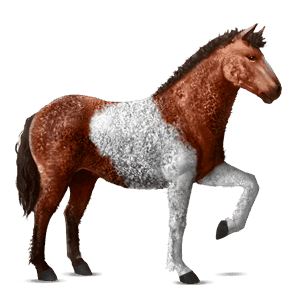 ridehest curly kirsebærbrun tobiano