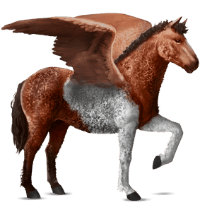 ridepegasus trakehner brun
