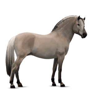 pony fjordhest grå