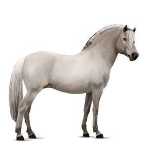 pony fjordhest brunblak