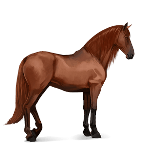 ridehest fransk traver mørkebrun