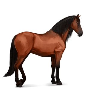 ridehest kirsebærbrun