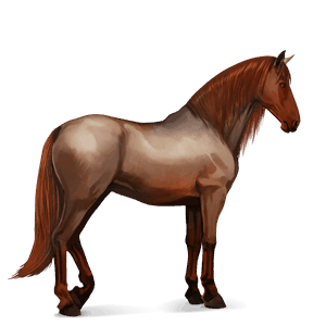 ridehest andalusier gråskimmel