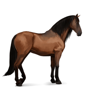 ridehest andalusier brun