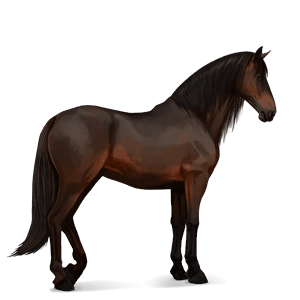ridehest lipizzaner mørkebrun