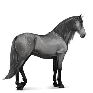 ridehest andalusier lysegrå