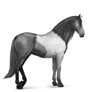 ridehest paint horse gråskimmel tobiano