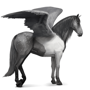 ridepegasus marwari musegrå tobiano
