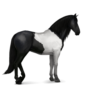 ridehest paint horse sortbroget tobiano