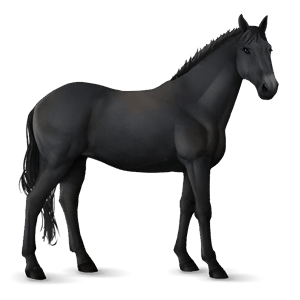 ridehest andalusier leverrød