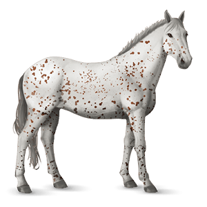 ridehest knabstrupper rød leopard