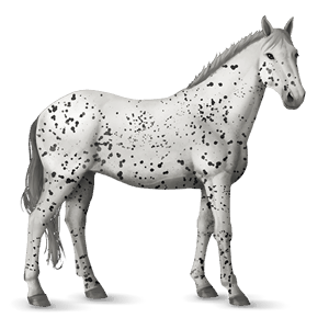 ridehest knabstrupper sort leopard