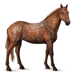 ridehest knabstrupper brun snowflake