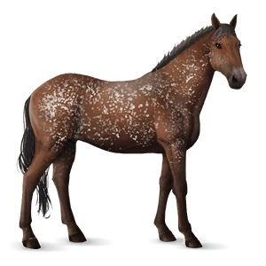 ridehest quarter horse rød med lys man og hale