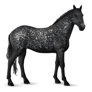ridehest sort leopard