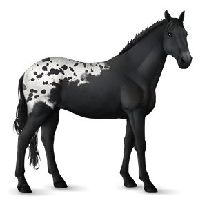 ridehest frieser sort