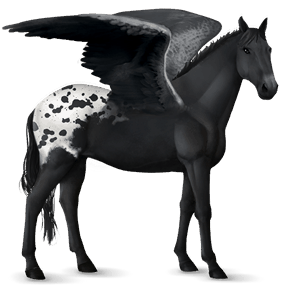 ridepegasus knabstrupper sort plettet blanket