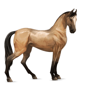 ridehest appaloosa isabellafarvet plettet blanket