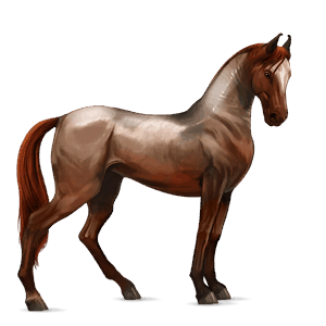 ridehest trakehner sort