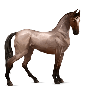 ridehest marwari leverrød